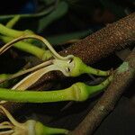 Xylopia aethiopica Λουλούδι
