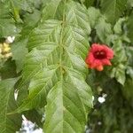 Campsis radicans Лист