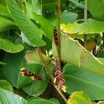 Calathea lutea Flower