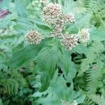 Eupatorium cannabinumBlomma