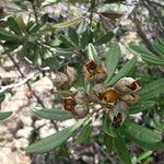 Cossinia trifoliata Meyve