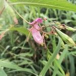 Impatiens glanduliferaFlower