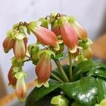 Kalanchoe miniata फूल