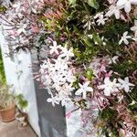 Jasminum polyanthum Flower