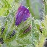 Echium arenarium Flower