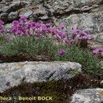 Armeria malinvaudii Habit