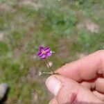 Spergularia rubraBlomst