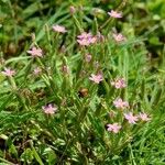 Centaurium pulchellum Costuma