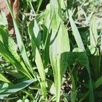 Plantago lanceolata পাতা