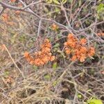 Gymnosporia putterlickioides Fruit