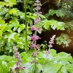 Stachys sylvatica Цвят