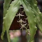 Cyrtorchis monteiroae Leaf