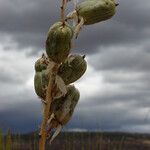 Yucca angustissima Fruit