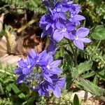 Veronica orsiniana Fiore