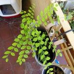 Moringa oleifera পাতা