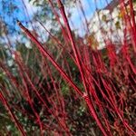 Cornus sericea Bark