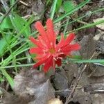 Silene laciniata ᱵᱟᱦᱟ