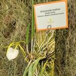 Brassavola nodosa Hábito