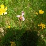 Ophrys apiferaŽiedas