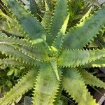 Aloe elgonica ഇല