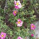 Cistus x purpureus Alkat (teljes növény)