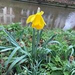 Narcissus pseudonarcissus Blüte