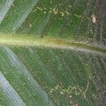 Calathea similis Bark