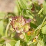 Calendula tripterocarpa Fruit