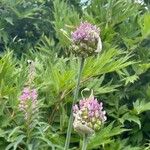 Allium porrum Floare
