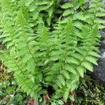 Dryopteris oreades 整株植物