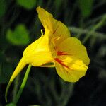 Tropaeolum majus Virág