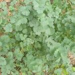 Sanguisorba verrucosa Lapas