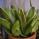 Sansevieria hyacinthoides Blad