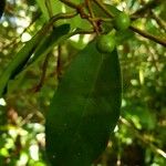 Ardisia liesneri Foglia