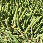 Arthrocnemum macrostachyum Likasa