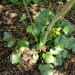 Heuchera cylindrica Leaf