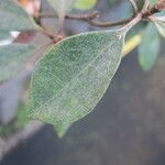 Rhododendron apoanum List