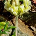 Oxytropis campestris Цветок