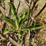 Adenium multiflorum Frunză