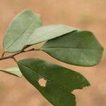 Baphia pubescens Φύλλο