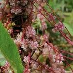 Cuscuta europaea 花