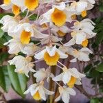 Dendrobium thyrsiflorum Flor