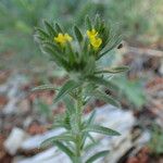 Neatostema apulum Otro