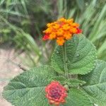 Lantana × strigocamara Flower