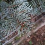 Picea pungens Blatt