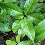 Ardisia japonica Leaf