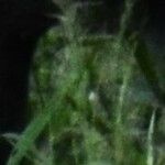 Eragrostis atrovirens 葉