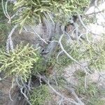 Juniperus occidentalis Листок