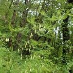 Asparagus tenuifolius অভ্যাস