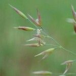 Calamagrostis varia Habitus